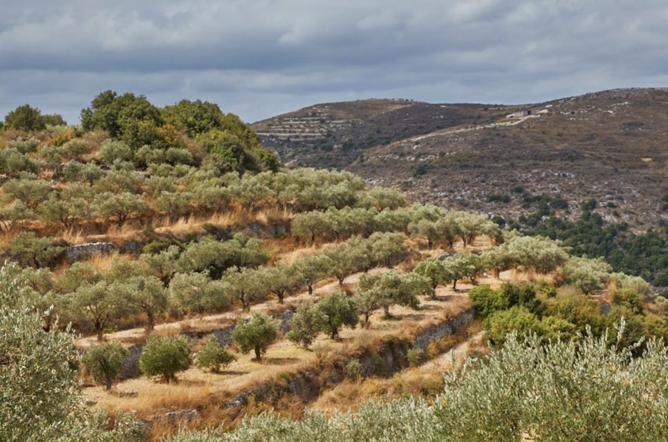 how much does it cost to spray olive trees