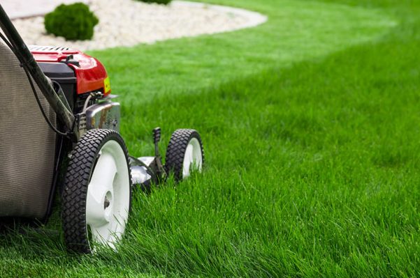 how often should you water your lawn in australia