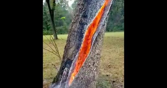 how to determine if a tree was struck by lightning