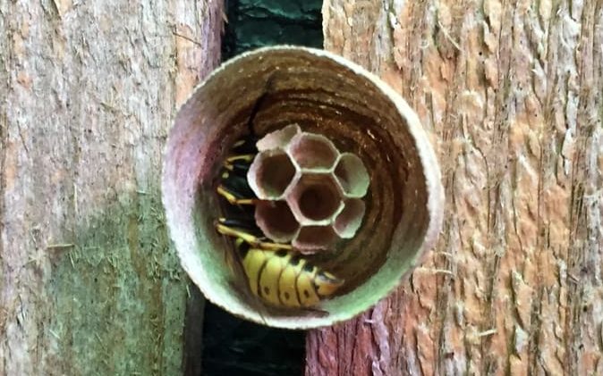 how to get rid of wasps in a shed