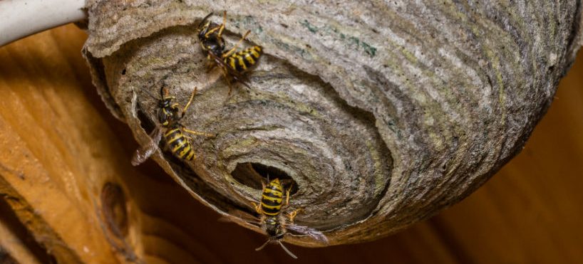 how to get rid of wasps that carry grass