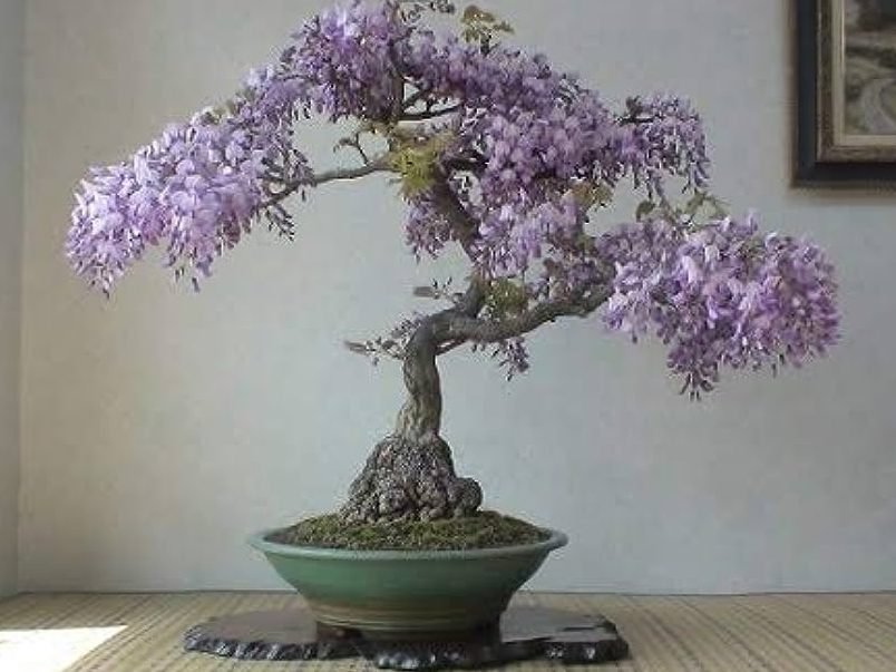 how to grow bonsai trees from seeds