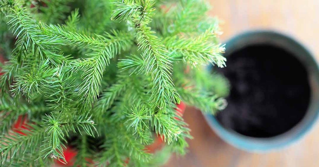 how to grow pine trees from cuttings