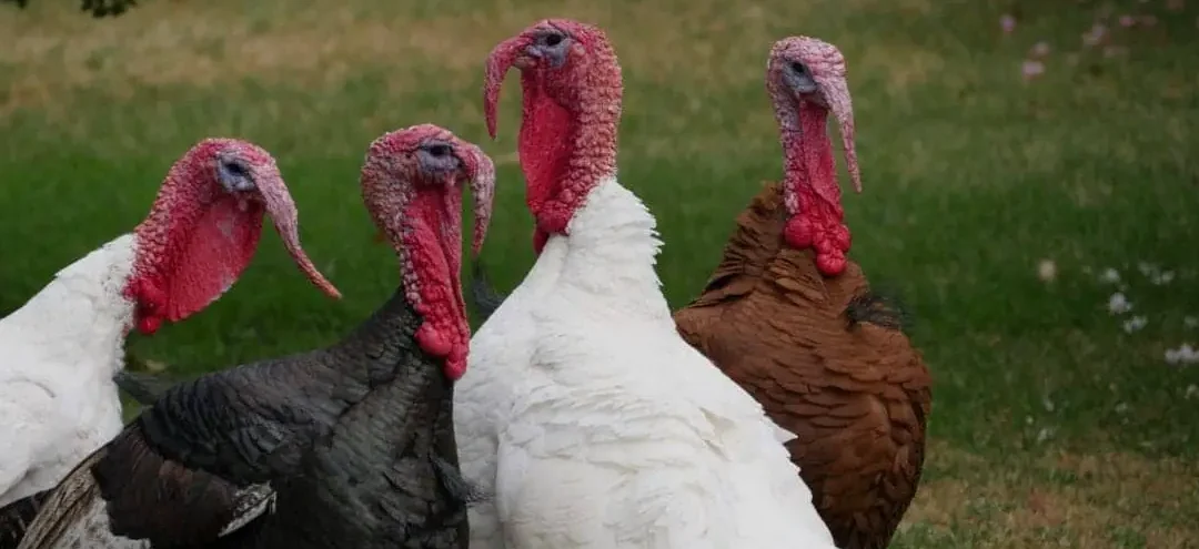 how to keep turkeys out of the garden