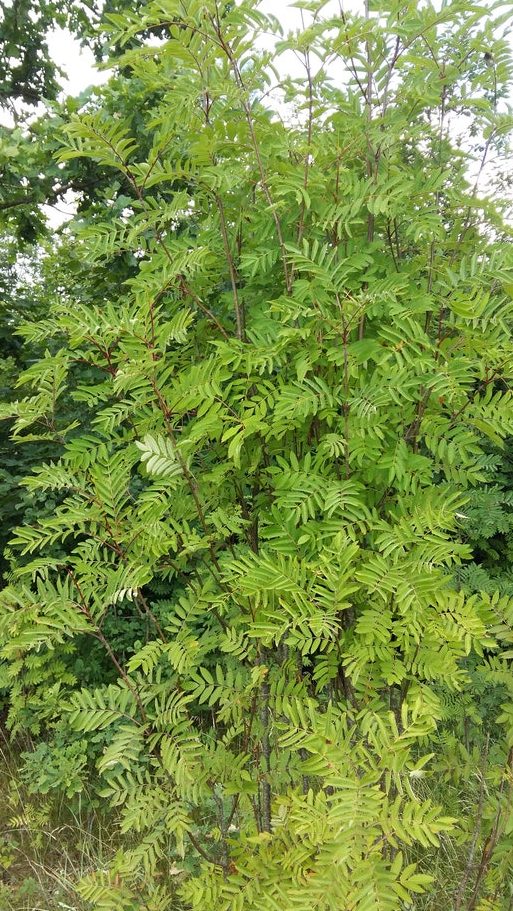 how to reduce the height of a rowan tree