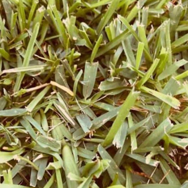 how to remove dead st augustine grass