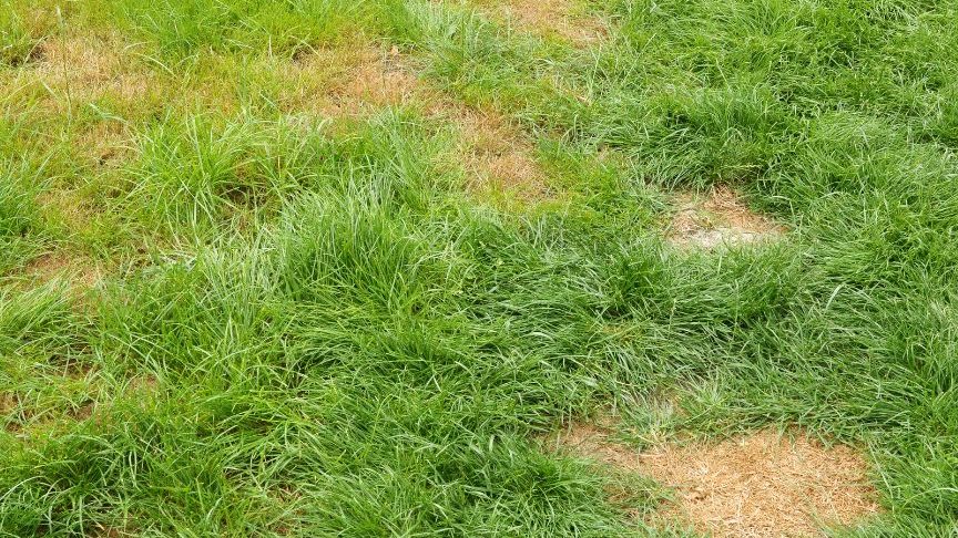 how to repair bare spots in bermuda grass