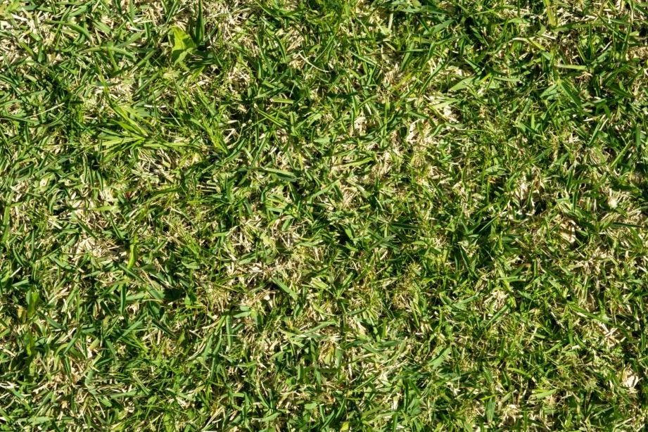 how to repair dead st augustine grass