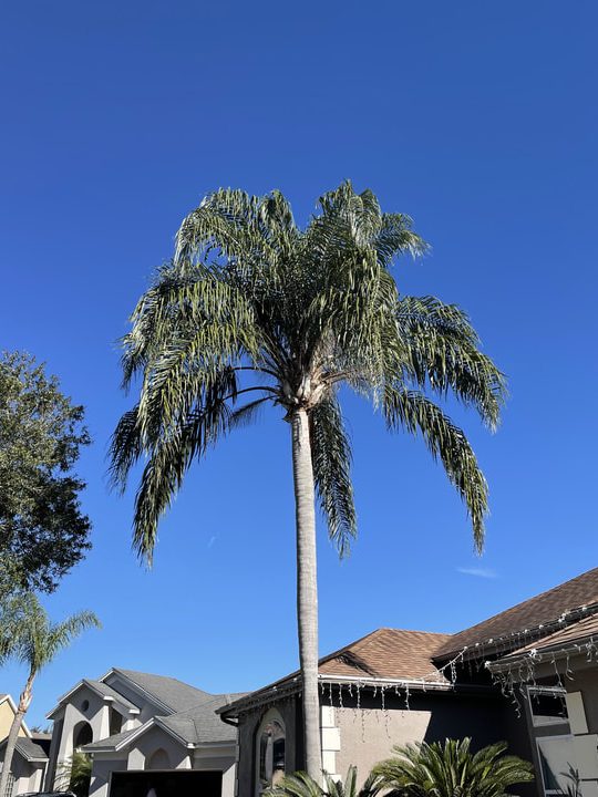 how to trim a queen palm tree
