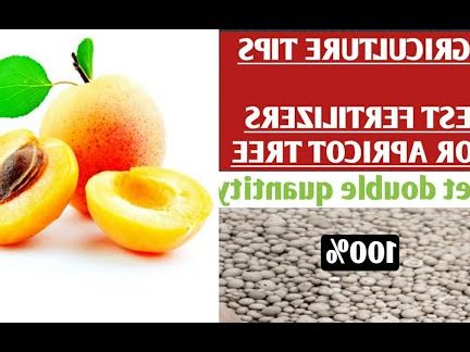 what is the best fertilizer for apricot trees