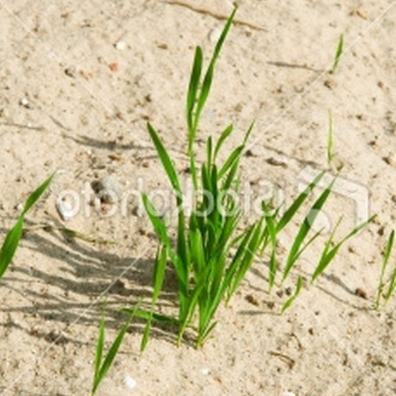 what is the best grass seed for rhode island