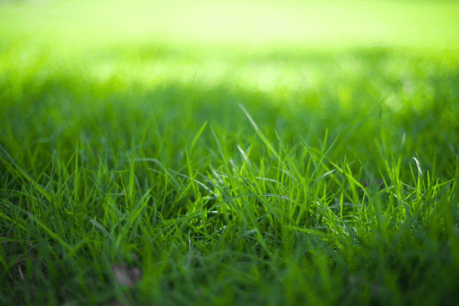 what type of fertilizer should be used on zoysia grass