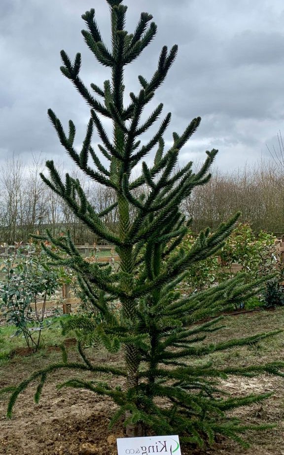 where can i buy a monkey puzzle tree