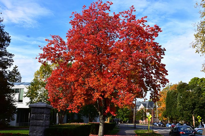 where can i find maple trees in calgary